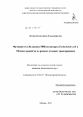 Жилина, Екатерина Владимировна. Функции σ-субъединиц РНК-полимераз Escherichia coli и Thermus aquaticus на разных стадиях транскрипции: дис. кандидат биологических наук: 03.01.03 - Молекулярная биология. Москва. 2012. 124 с.