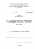 Балашов, Алексей Владимирович. Структурные изменения гипокампа у белых мышей при стрессе и действии производного фосфорилуксусной кислоты: дис. кандидат медицинских наук: 03.03.04 - Клеточная биология, цитология, гистология. Саранск. 2013. 118 с.